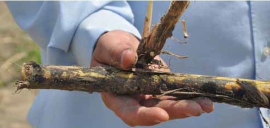 Plantas sin tratamiento. Ensayos de EEUU