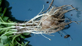 Antes de iniciarse los tubérculos 